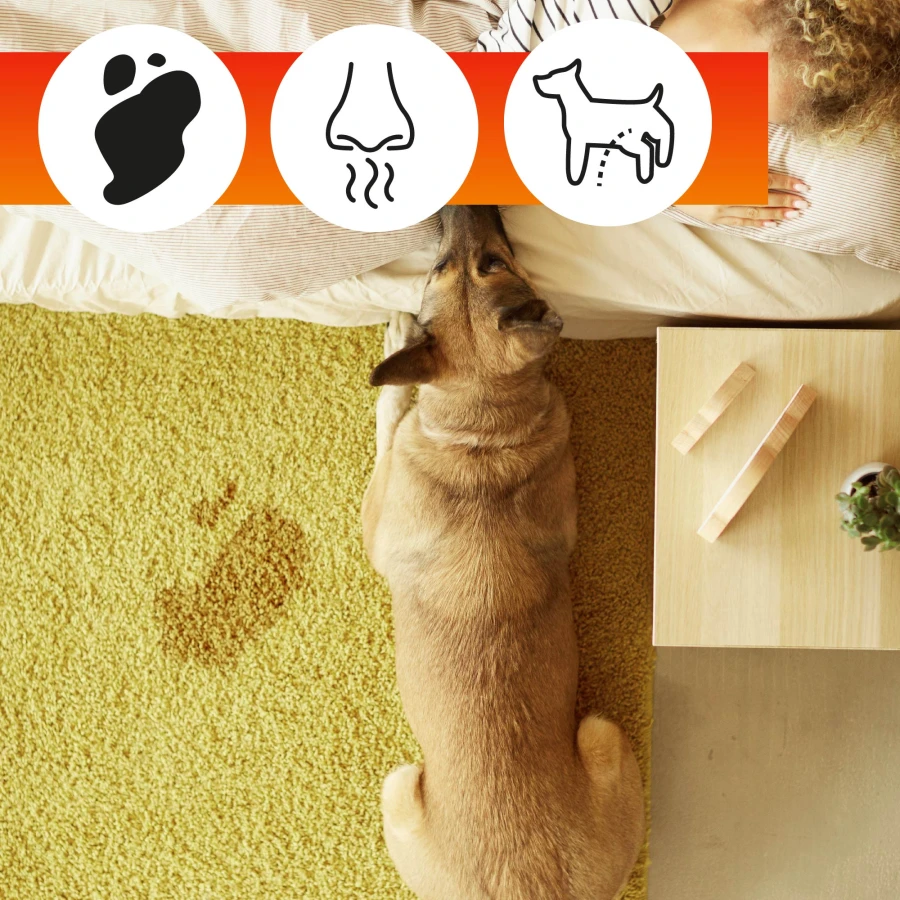 oa carpet care-02.jpg